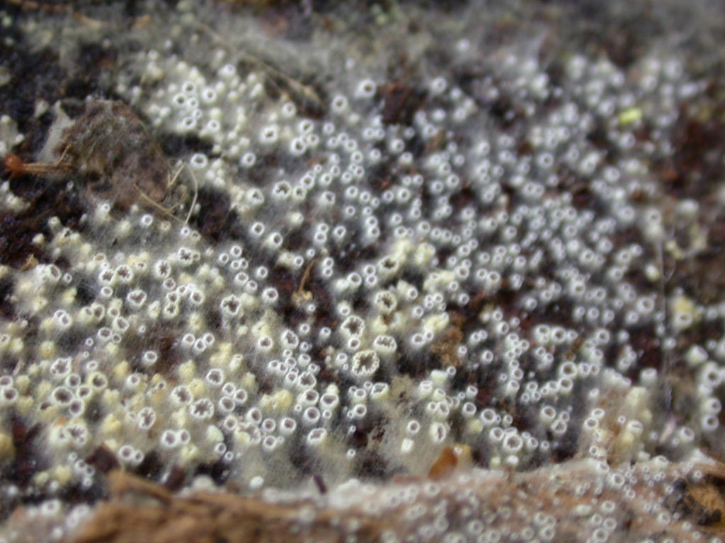 Arachnopeziza   ...???